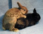 rabbits.jpg