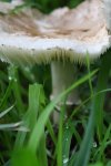SHROOMS-007.jpg