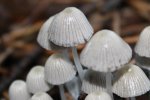 SHROOMS-075.jpg