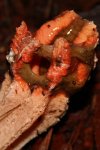 SHROOMS-129.jpg