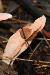 SHROOMS-097.jpg