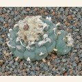 peyote1.jpg