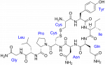 oxytocin.png