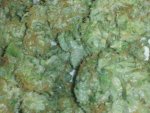 2011-01-08_12-03-36_295.jpg