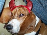 bassethound003.jpg