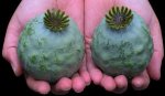 giganteums.jpg
