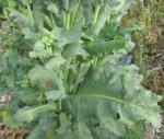 poppy foliage.jpg