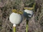 poppy heads.jpg