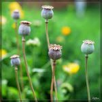 poppy heads ready.jpg