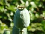 poppy oval head.jpg