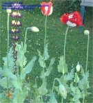 poppy plant.jpg