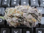 la conf bud.jpg