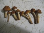 IMG_4277.jpg