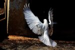 freedom_by_hidlight_d2pncfa-fullview.jpg