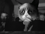 Clap-Cat.gif