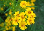 mexican-tarragon.jpg