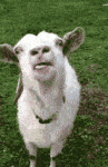 362c836570051da_153238.gif