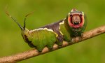 9142787516-the-puss-moth-cerura-vinula (1).jpg