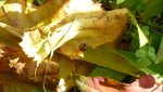 ladybug.JPG