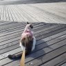 sk8erkho