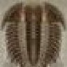Trilobite
