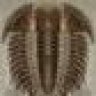 Trilobite