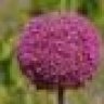 allium