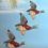 3flyingducks