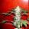 spike69