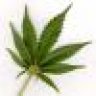 IamDrugs..And High
