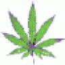 Walter_White