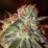 Cali Kush