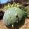 Mynameisopium
