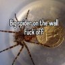 Spideronthewall