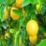 lemontree