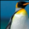 real_penguin
