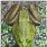 Bullfrog