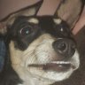 Dogamine