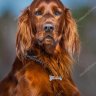 Peter the Pup