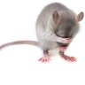 A Non-Mouse