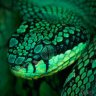 SerpentumVenenum18