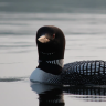 the common loon