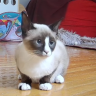 Neko-chan