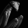 trippingmantis