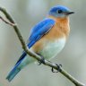 bluelightbird