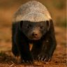 Ratel