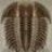 Trilobite