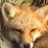 foxyloxy55