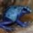 Bluefrogger