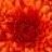 red1978